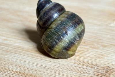 <i>Viviparus viviparus</i>