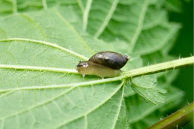 <i>Succinea putris</i>
