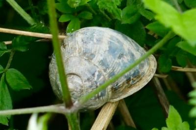 <i>Cornu aspersum</i>