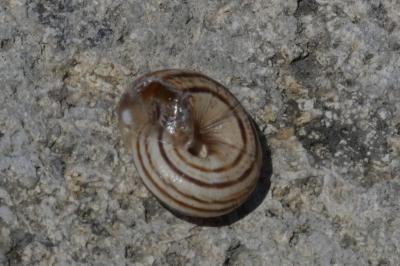 <i>Cernuella aginnica</i>