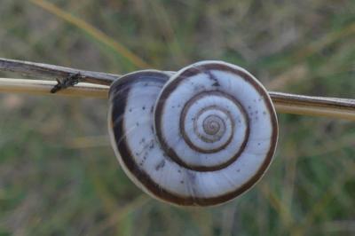<i>Cernuella aginnica</i>