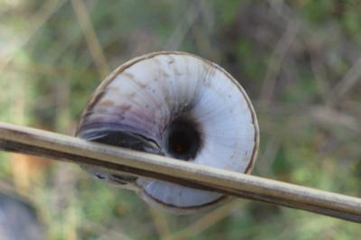 <i>Cernuella aginnica</i>