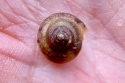 <i>Hygromia cinctella</i>