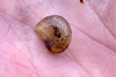 <i>Hygromia cinctella</i>