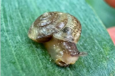 <i>Hygromia cinctella</i>