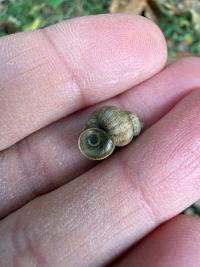<i>Pomatias elegans</i>