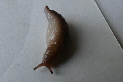 <i>Deroceras</i>
