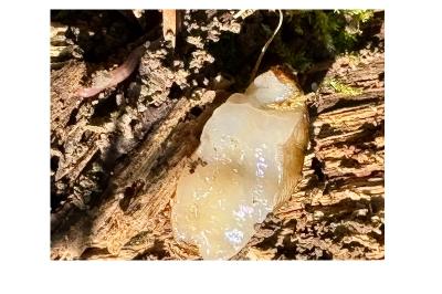 <i>Arion subfuscus</i>