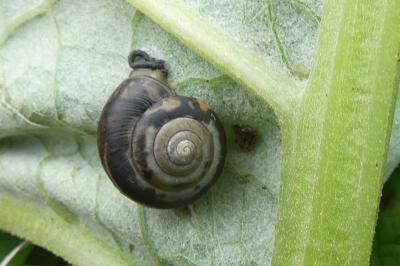 <i>Monacha cartusiana</i>