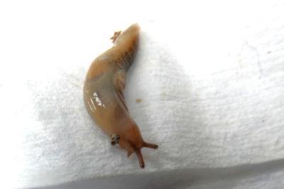 <i>Deroceras invadens</i>