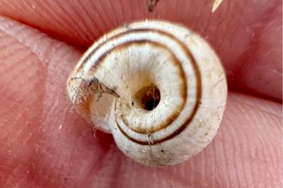 <i>Cernuella aginnica</i>