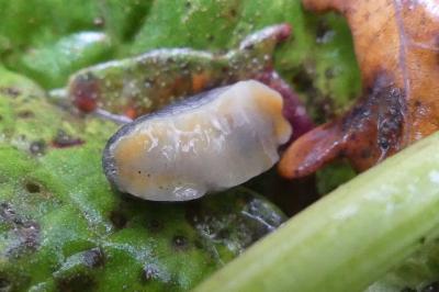 <i>Arion hortensis</i>
