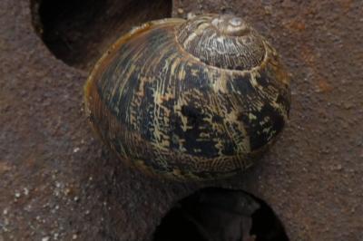 <i>Cornu aspersum</i>