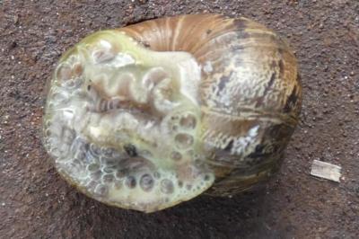 <i>Cornu aspersum</i>