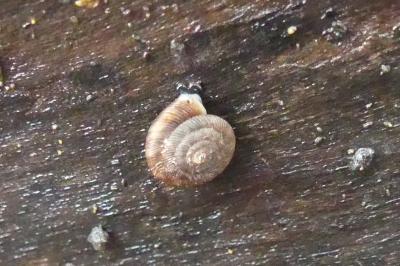 <i>Gonyodiscus rotundatus</i>