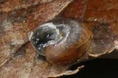<i>Hygromia cinctella</i>
