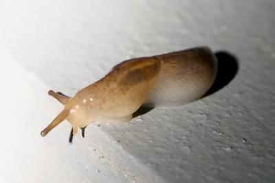 Ambigolimax