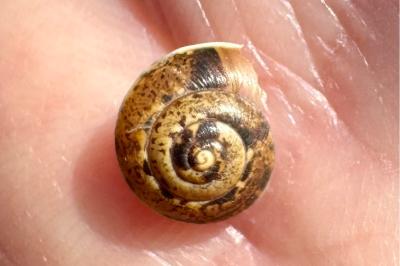 <i>Hygromia cinctella</i>