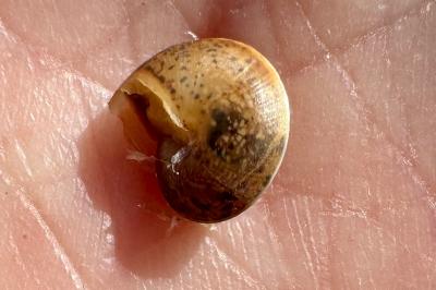 <i>Hygromia cinctella</i>