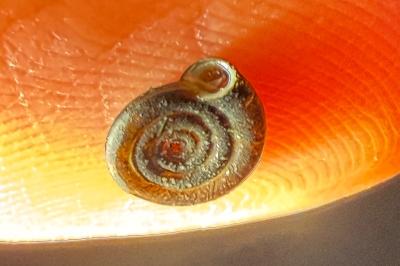 <i>Anisus</i>