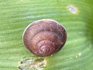 <i>Hygromia cinctella</i>