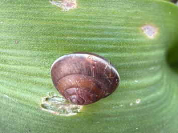 <i>Hygromia cinctella</i>