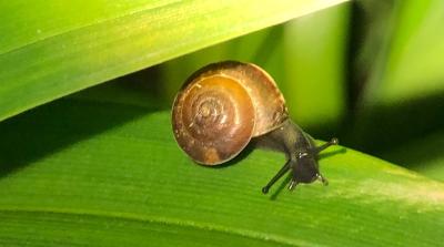 <i>Hygromia cinctella</i>