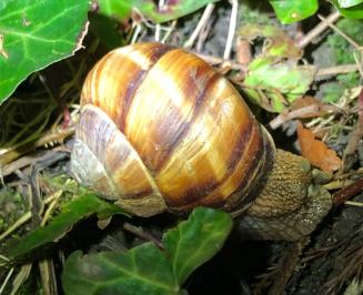 <i>Helix lucorum</i>