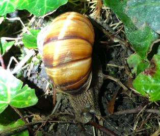 <i>Helix lucorum</i>