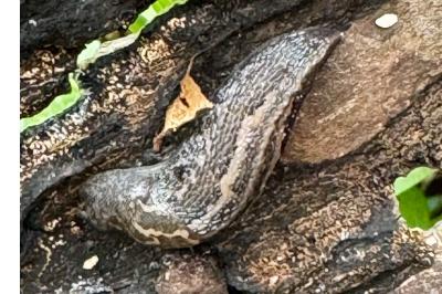 <i>Limax maximus</i>
