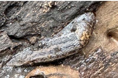 <i>Limax maximus</i>