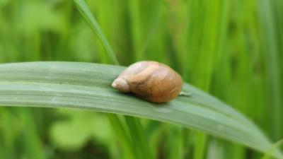 <i>Succinea putris</i>