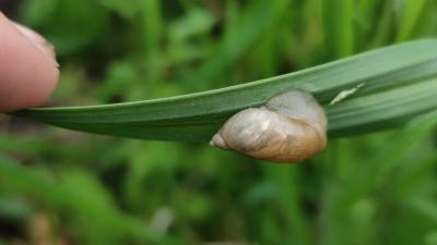 <i>Succinea putris</i>