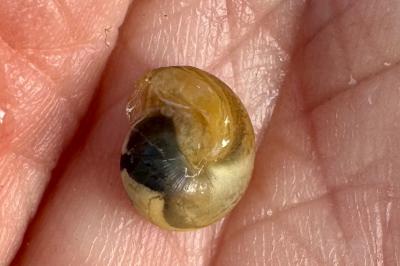 <i>Monacha cartusiana</i>