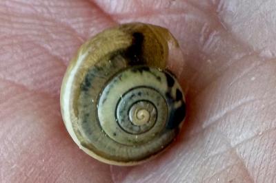 <i>Monacha cartusiana</i>