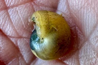 <i>Monacha cartusiana</i>