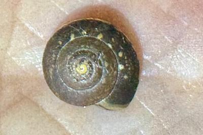 <i>Hygromia cinctella</i>