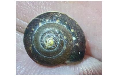<i>Hygromia cinctella</i>