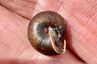 <i>Hygromia cinctella</i>