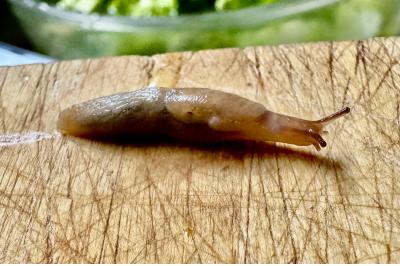 <i>Deroceras reticulatum</i>