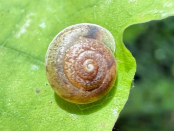 <i>Hygromia cinctella</i>