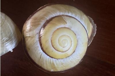<i>Cepaea nemoralis</i>