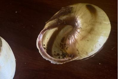 <i>Cepaea nemoralis</i>