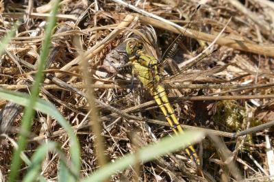 <i>Orthetrum cancellatum</i>