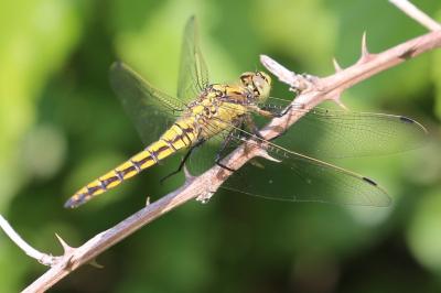 <i>Orthetrum cancellatum</i>