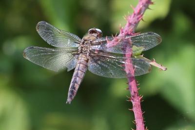 <i>Libellula fulva</i>
