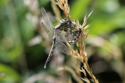 <i>Orthetrum albistylum</i>
