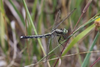 <i>Orthetrum albistylum</i>
