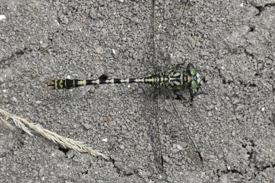 <i>Onychogomphus forcipatus</i>