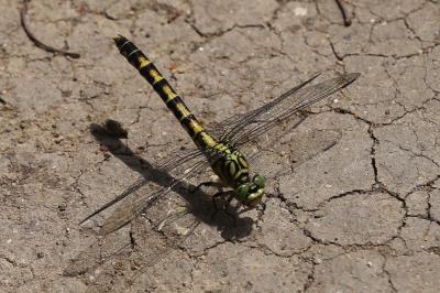 <i>Onychogomphus forcipatus</i>